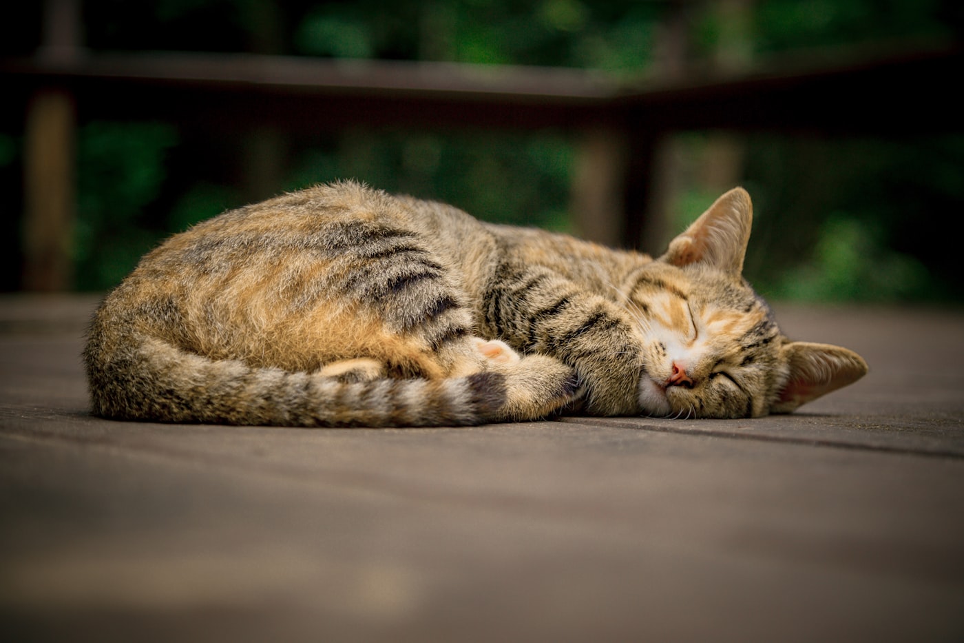 A tabby cat sleeping peacefully in a warm patch of light
